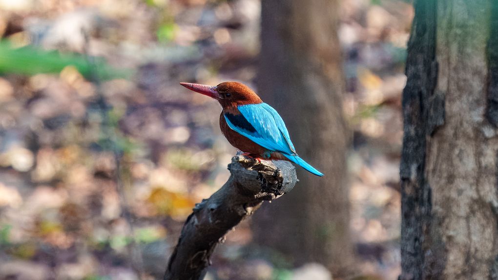 Braunliest, White-throated Kingfisher, Halcyon smyrnensis Der Braunliest ist ein von der Türkei bis auf die Philippinen verbreiteter Eisvogel. 
Erhaltungszustand: Ungefährdet (Zunehmend)
Höhere Klassifizierung: Halcyon
Länge: 19 – 21 cm
Gewicht: 66 – 81 g
Ordnung: Rackenvögel